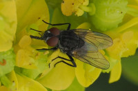 Anthomyiidae indet.